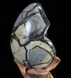 Septarian Dragon Egg Geode - Black Crystals #72052-1